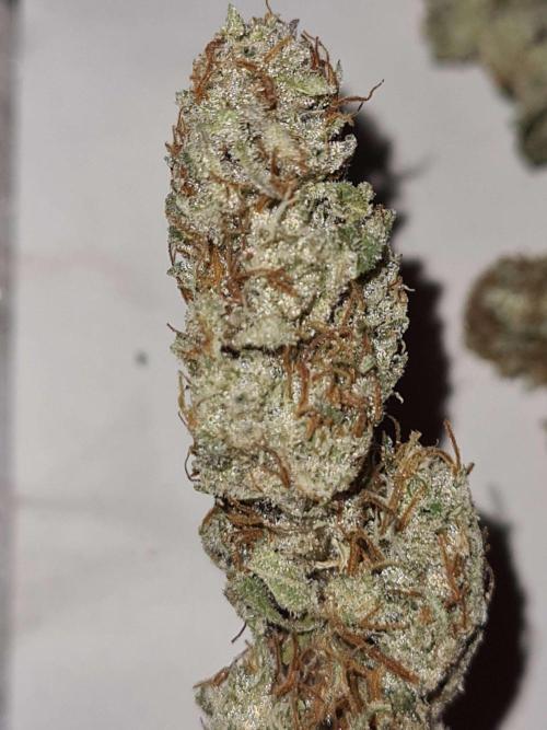 Frosted Zinn x 3 Bears OG Auto(Barney's). Week 11