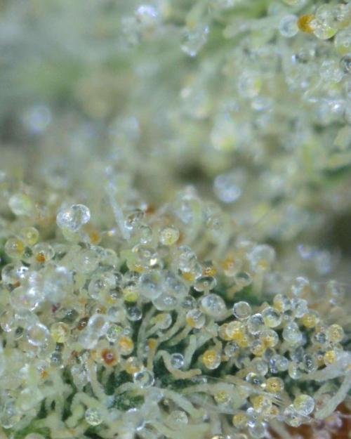 Frosted Zinn x 3 Bears OG Auto(Barney's). Week 11