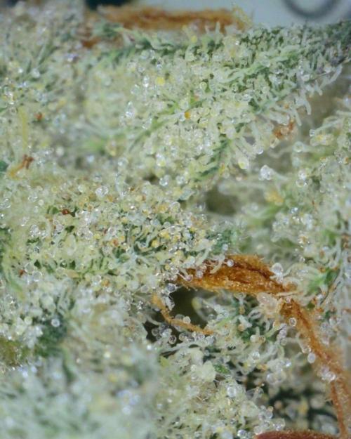Frosted Zinn x 3 Bears OG Auto(Barney's). Week 11