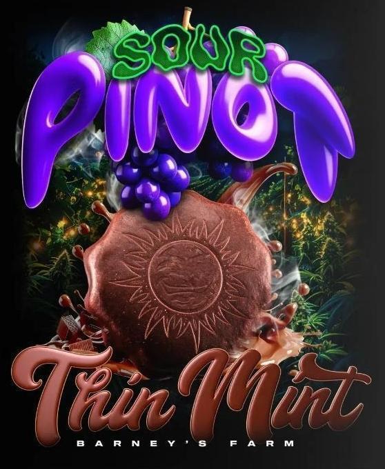 Thin Mint x Sour Pinot Auto (Barney's ). Week 0