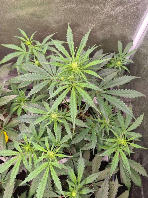 Thin Mint x Sour Pinot Auto (Barney's ). Week 5
