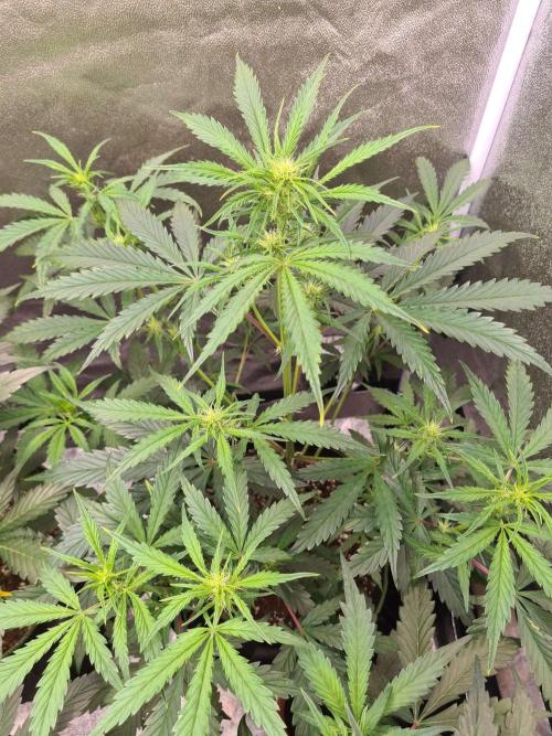 Thin Mint x Sour Pinot Auto (Barney's ). Week 5