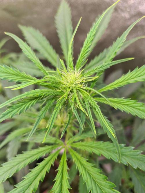 Thin Mint x Sour Pinot Auto (Barney's ). Week 5
