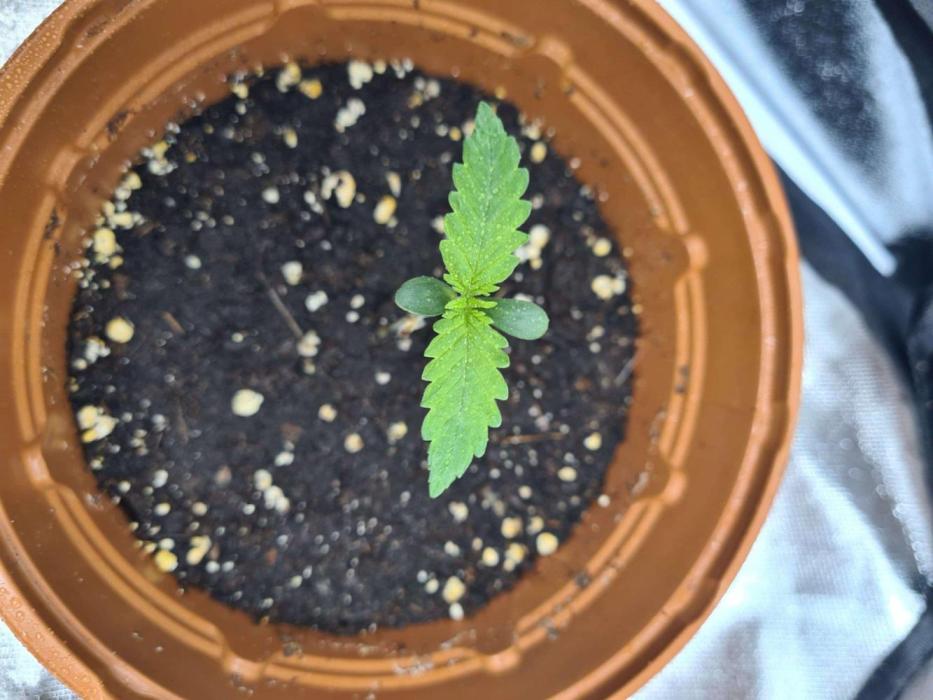 Thin Mint x Sour Pinot Auto (Barney's ). Week 1