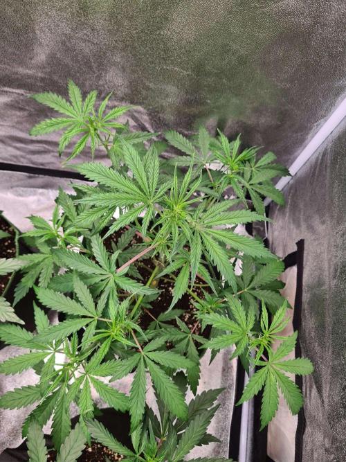 Thin Mint x Sour Pinot Auto (Barney's ). Week 4