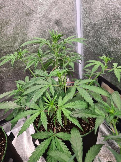 Thin Mint x Sour Pinot Auto (Barney's ). Week 4