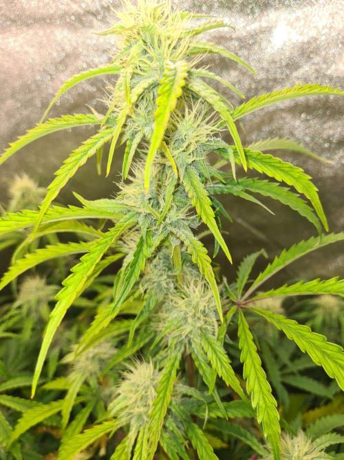 Thin Mint x Sour Pinot Auto (Barney's ). Week 7