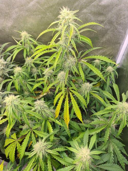 Thin Mint x Sour Pinot Auto (Barney's ). Week 7