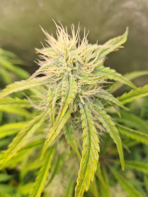 Thin Mint x Sour Pinot Auto (Barney's ). Week 7