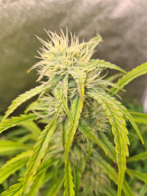 Thin Mint x Sour Pinot Auto (Barney's ). Week 7