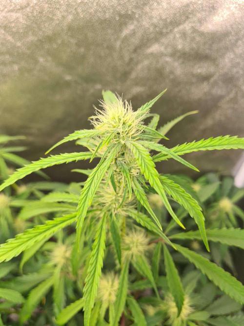 Thin Mint x Sour Pinot Auto (Barney's ). Week 6