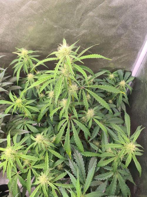 Thin Mint x Sour Pinot Auto (Barney's ). Week 6