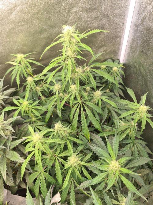 Thin Mint x Sour Pinot Auto (Barney's ). Week 6