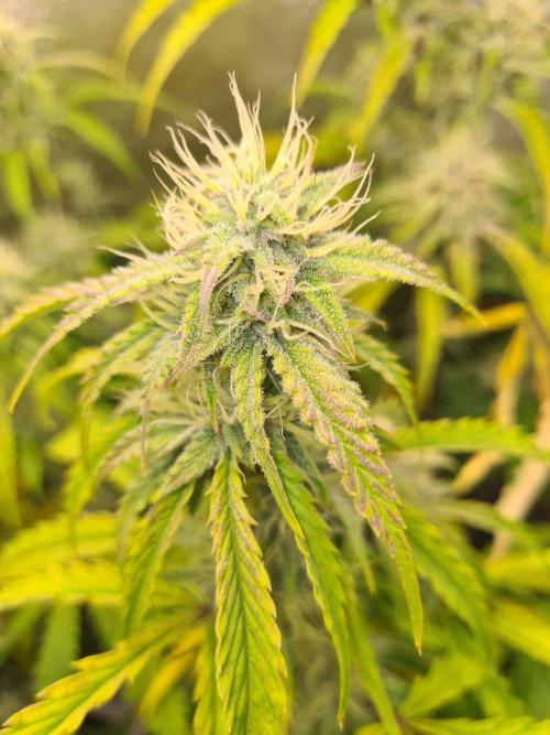 Thin Mint x Sour Pinot Auto (Barney's ). Week 8