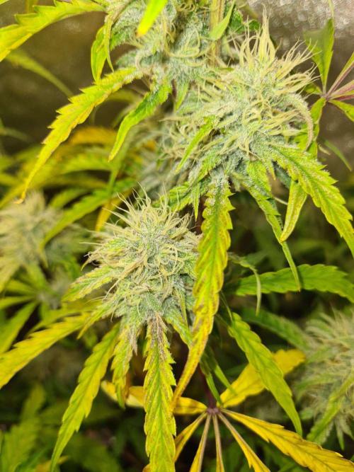 Thin Mint x Sour Pinot Auto (Barney's ). Week 8