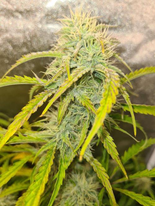 Thin Mint x Sour Pinot Auto (Barney's ). Week 8