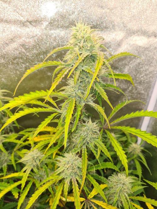 Thin Mint x Sour Pinot Auto (Barney's ). Week 8