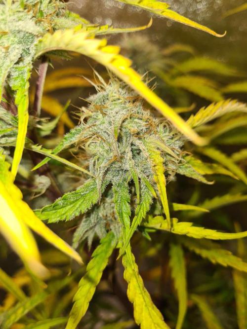 Thin Mint x Sour Pinot Auto (Barney's ). Week 9