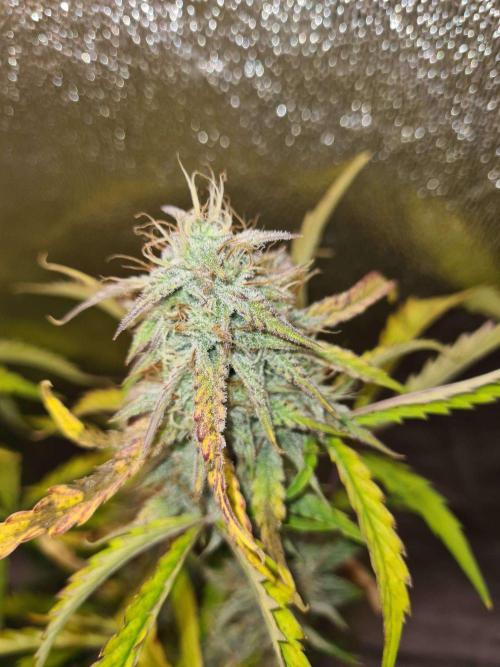 Thin Mint x Sour Pinot Auto (Barney's ). Week 9