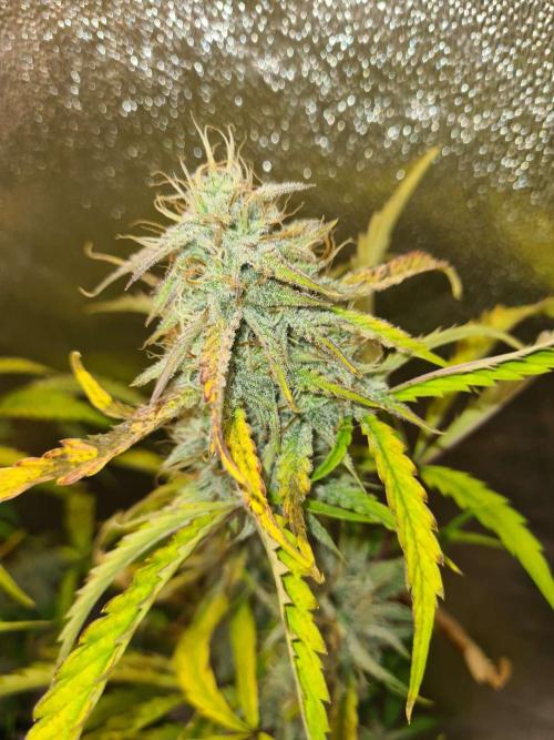 Thin Mint x Sour Pinot Auto (Barney's ). Week 9