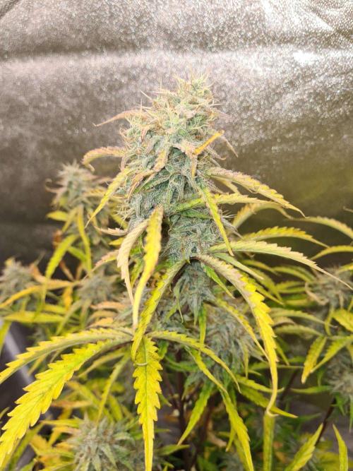 Thin Mint x Sour Pinot Auto (Barney's ). Week 9