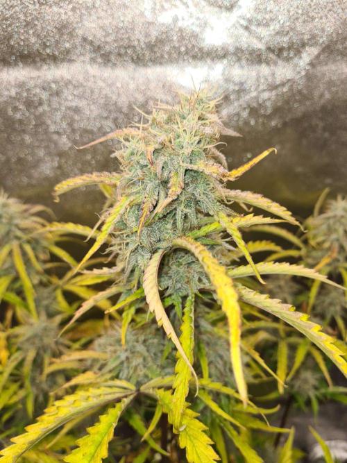 Thin Mint x Sour Pinot Auto (Barney's ). Week 9