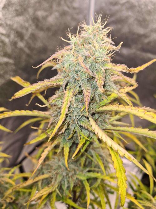 Thin Mint x Sour Pinot Auto (Barney's ). Week 10