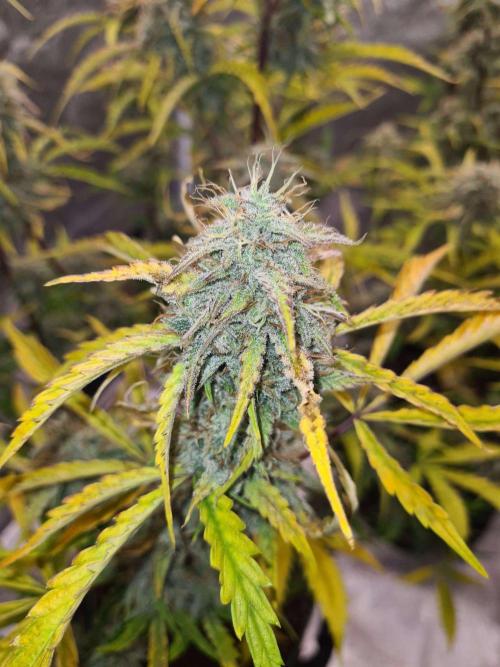 Thin Mint x Sour Pinot Auto (Barney's ). Week 10