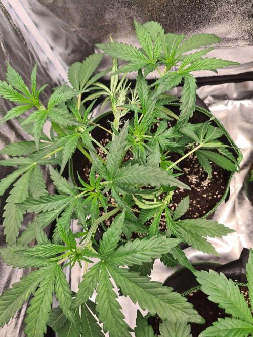 Frosted Zinn Auto x Cookie Dog Auto. Week 4