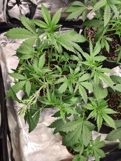 Frosted Zinn Auto x Cookie Dog Auto. Week 4