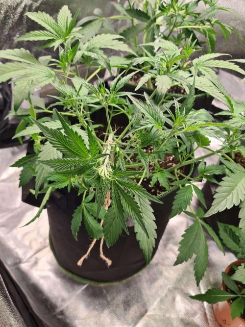 Frosted Zinn Auto x Cookie Dog Auto. Week 4