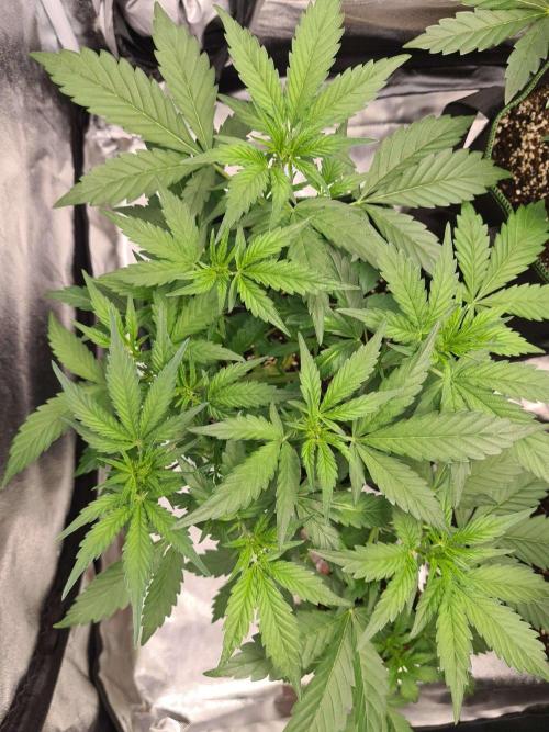 Frosted Zinn Auto x Cookie Dog Auto. Week 5