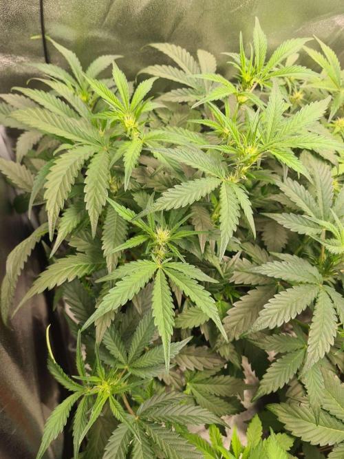 Frosted Zinn Auto x Cookie Dog Auto. Week 5