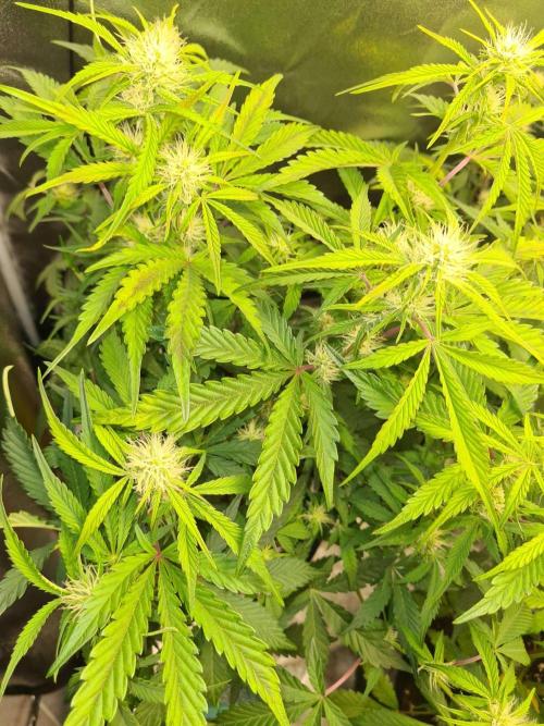 Frosted Zinn Auto x Cookie Dog Auto. Week 6