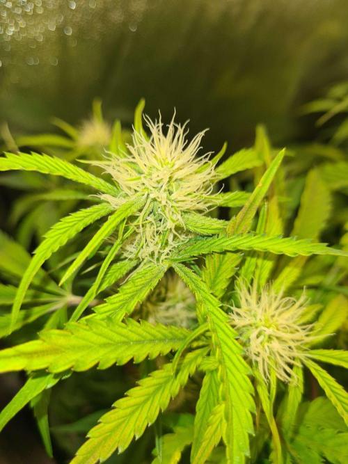 Frosted Zinn Auto x Cookie Dog Auto. Week 6