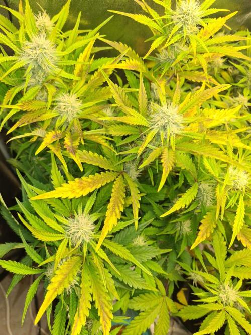 Frosted Zinn Auto x Cookie Dog Auto. Week 7