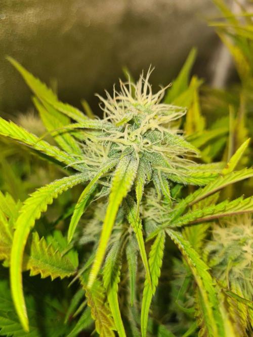 Frosted Zinn Auto x Cookie Dog Auto. Week 7