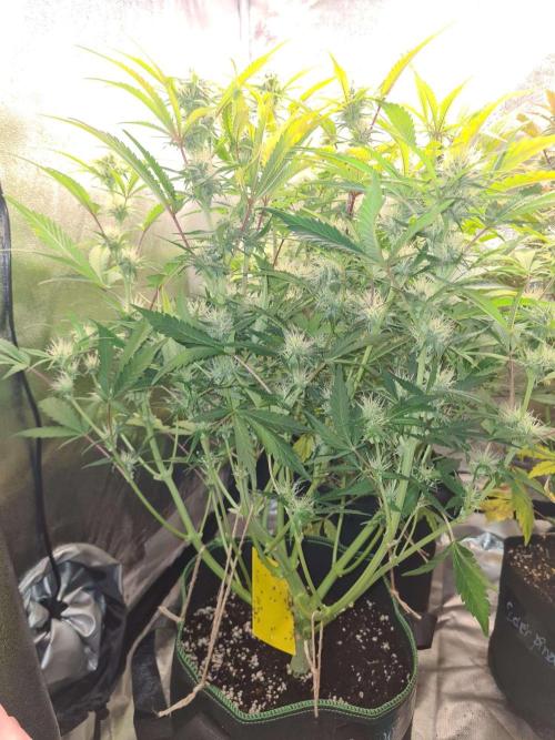 Frosted Zinn Auto x Cookie Dog Auto. Week 7