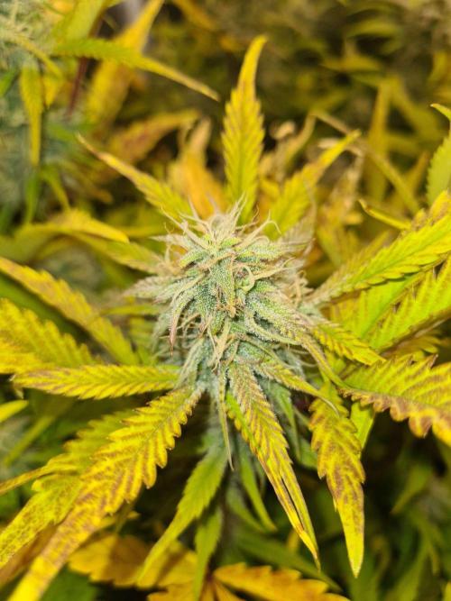 Frosted Zinn Auto x Cookie Dog Auto. Week 8