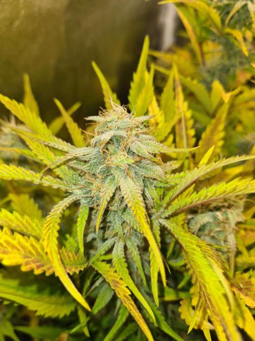 Frosted Zinn Auto x Cookie Dog Auto. Week 8