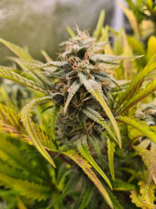 Frosted Zinn Auto x Cookie Dog Auto. Week 8