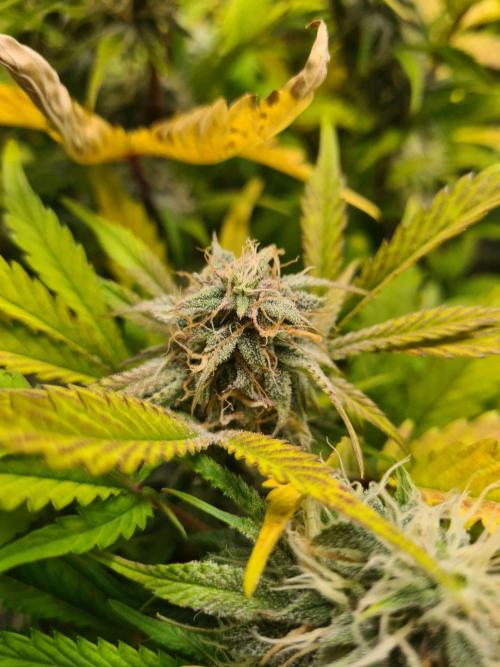 Frosted Zinn Auto x Cookie Dog Auto. Week 8