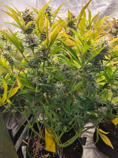 Frosted Zinn Auto x Cookie Dog Auto. Week 8