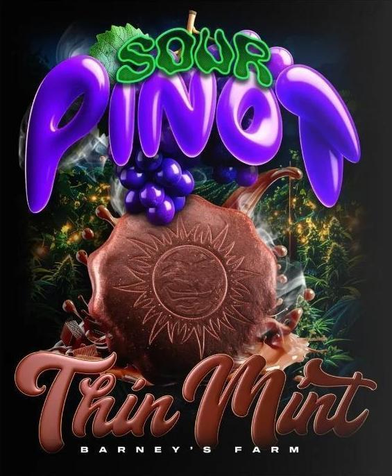 Thin Mint x Sour Pinot Auto (Barney's ). Week 0