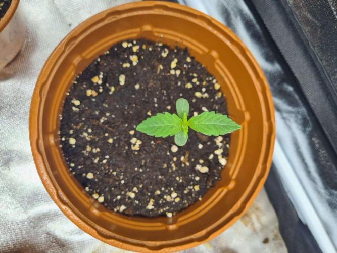 Thin Mint x Sour Pinot Auto. Week 1