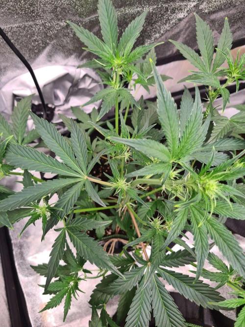 RQS / Sherbet Queen Auto. Week 4