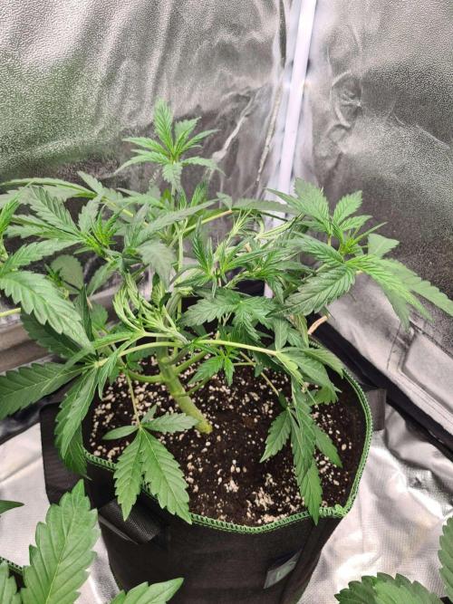 Thin Mint x Sour Pinot Auto (Barney's ). Week 4