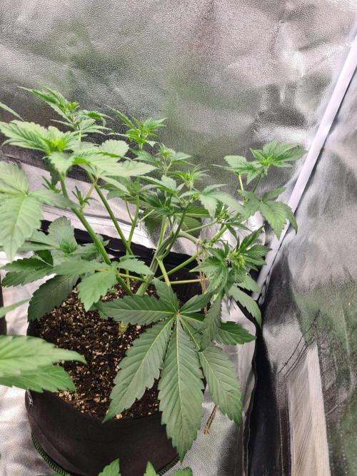 Thin Mint x Sour Pinot Auto (Barney's ). Week 4
