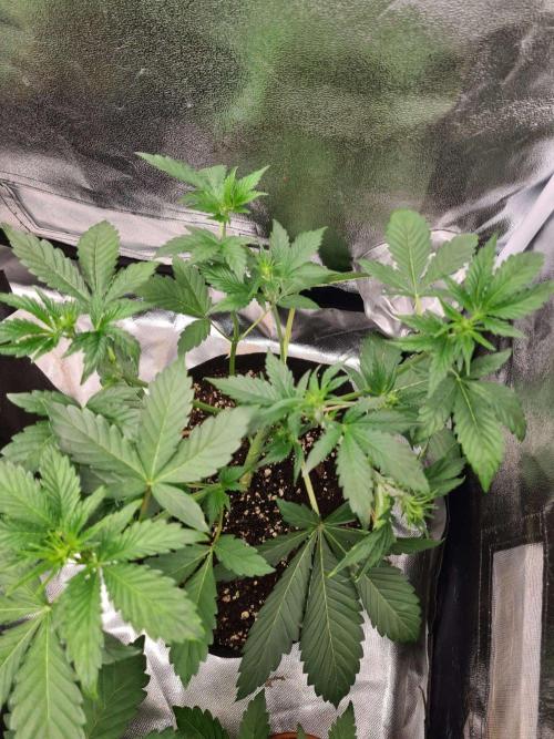 Thin Mint x Sour Pinot Auto (Barney's ). Week 4