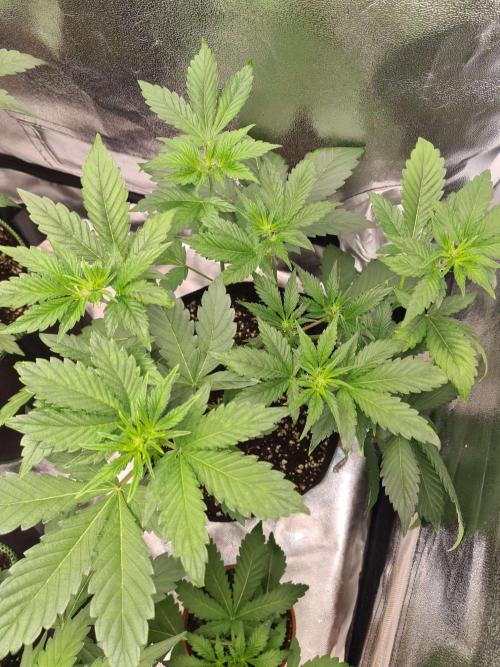 Thin Mint x Sour Pinot Auto (Barney's ). Week 4
